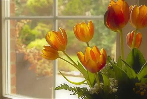 Garden-Windows--in-Mesquite-Nevada-garden-windows-mesquite-nevada.jpg-image